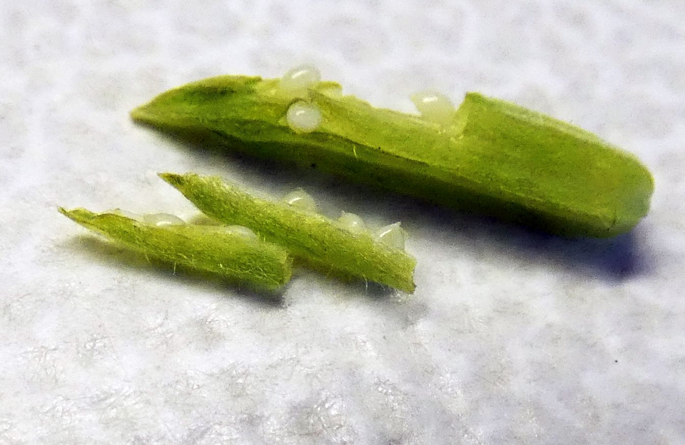 Oxalis con fiori cleistogami: Oxalis corniculata