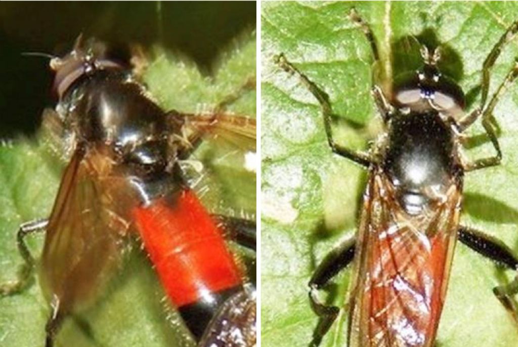 Syrphidae:  Brachypalpoides lentus