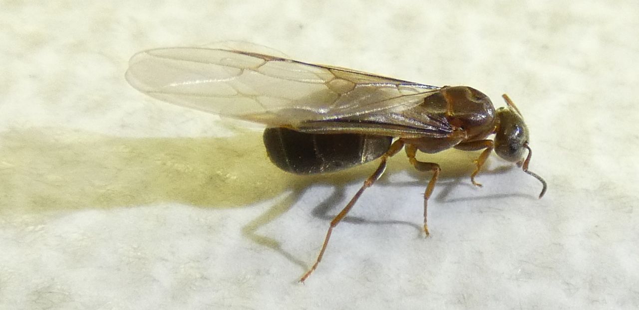 Formica alata: Lasius sp., regina