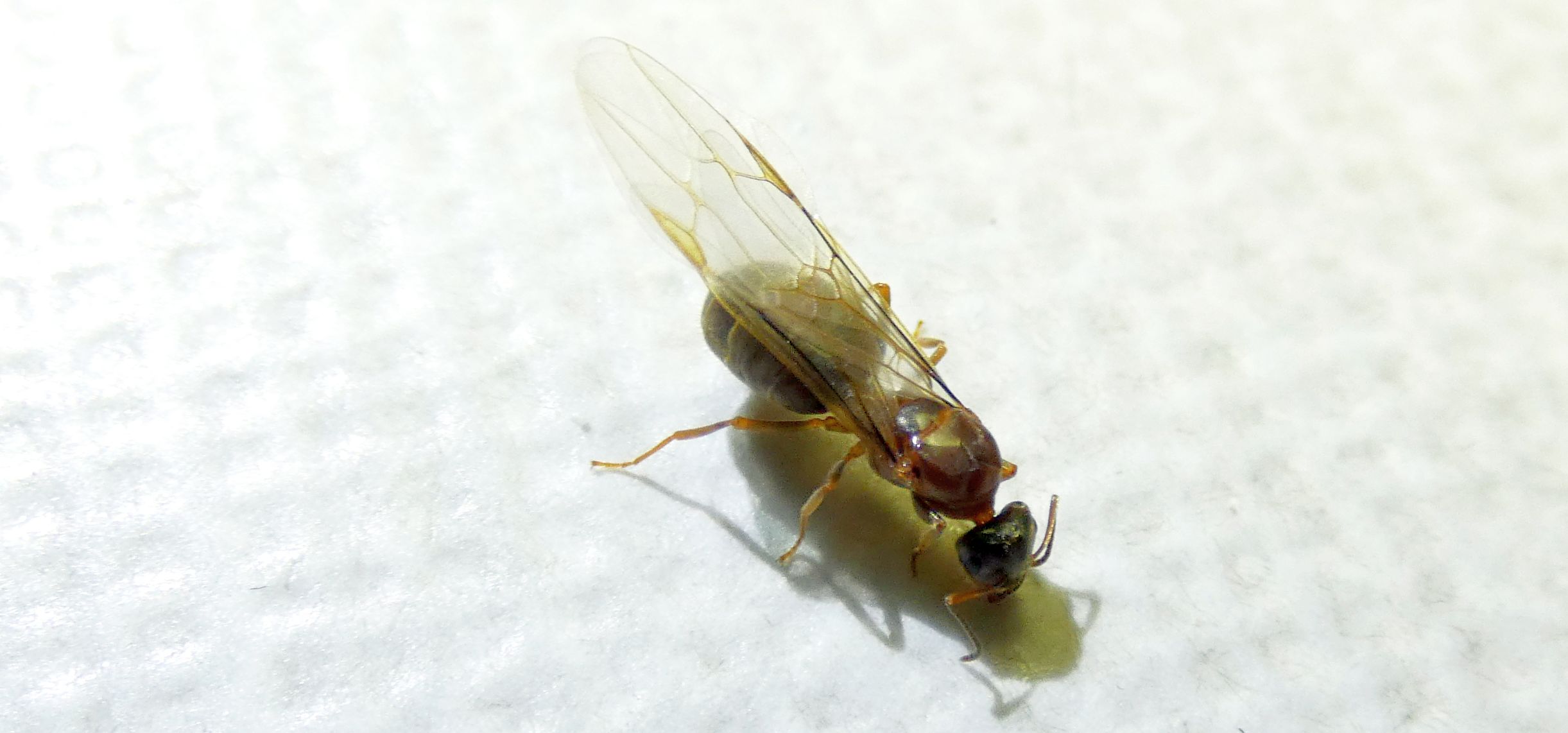 Formica alata: Lasius sp., regina