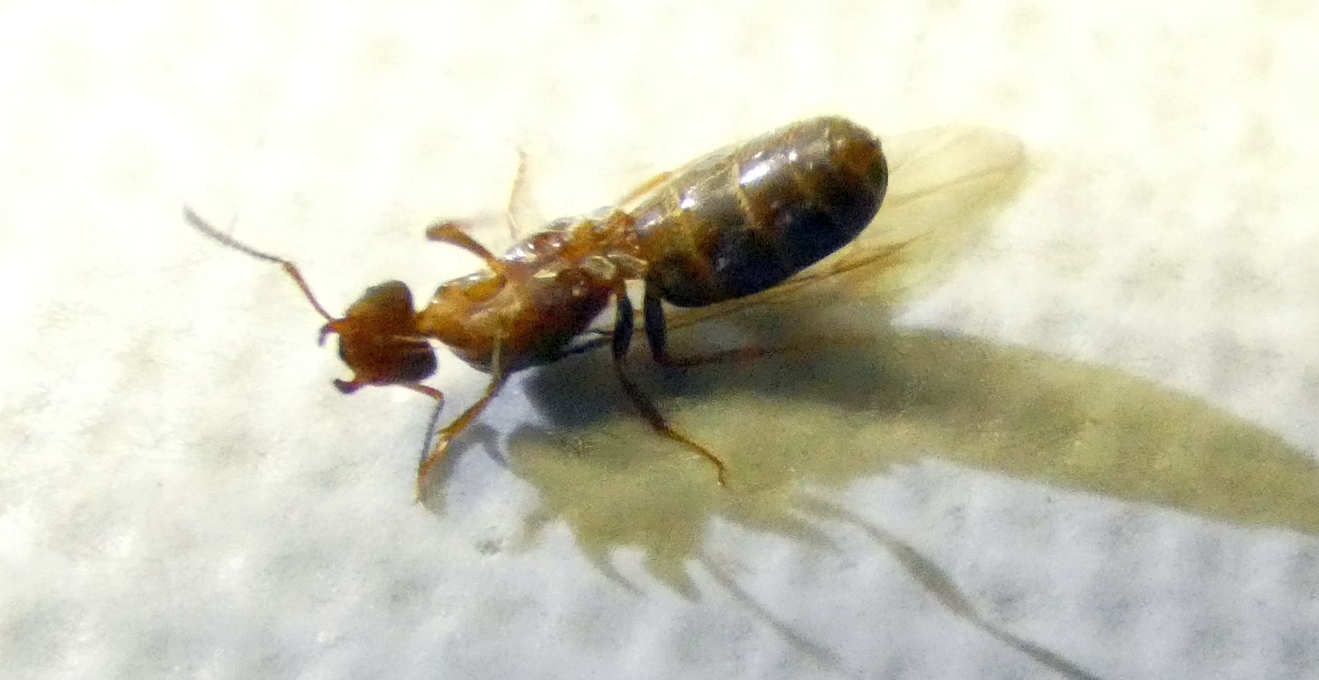 Formica alata: Lasius sp., regina