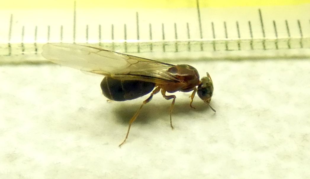 Formica alata: Lasius sp., regina