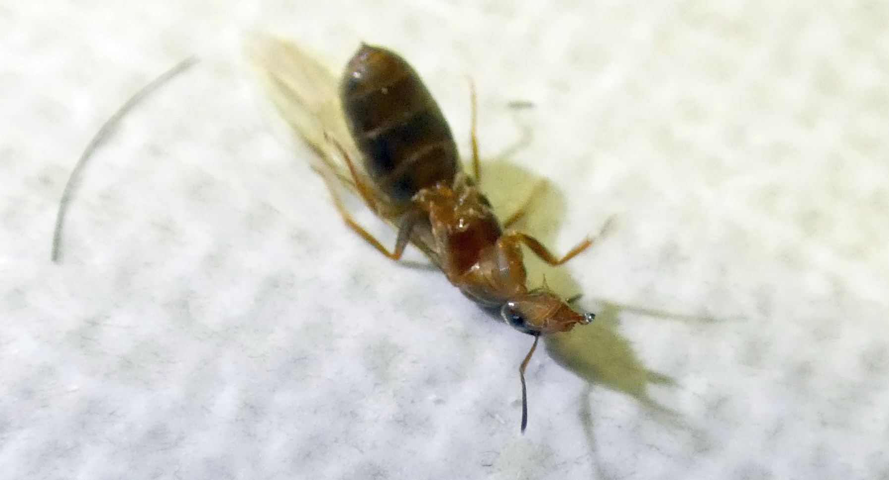 Formica alata: Lasius sp., regina