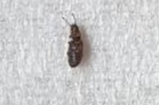 Un saluto ed identificazione piccoli insettini: Coleottero ignoto e tarlo: Anobiidae sp.