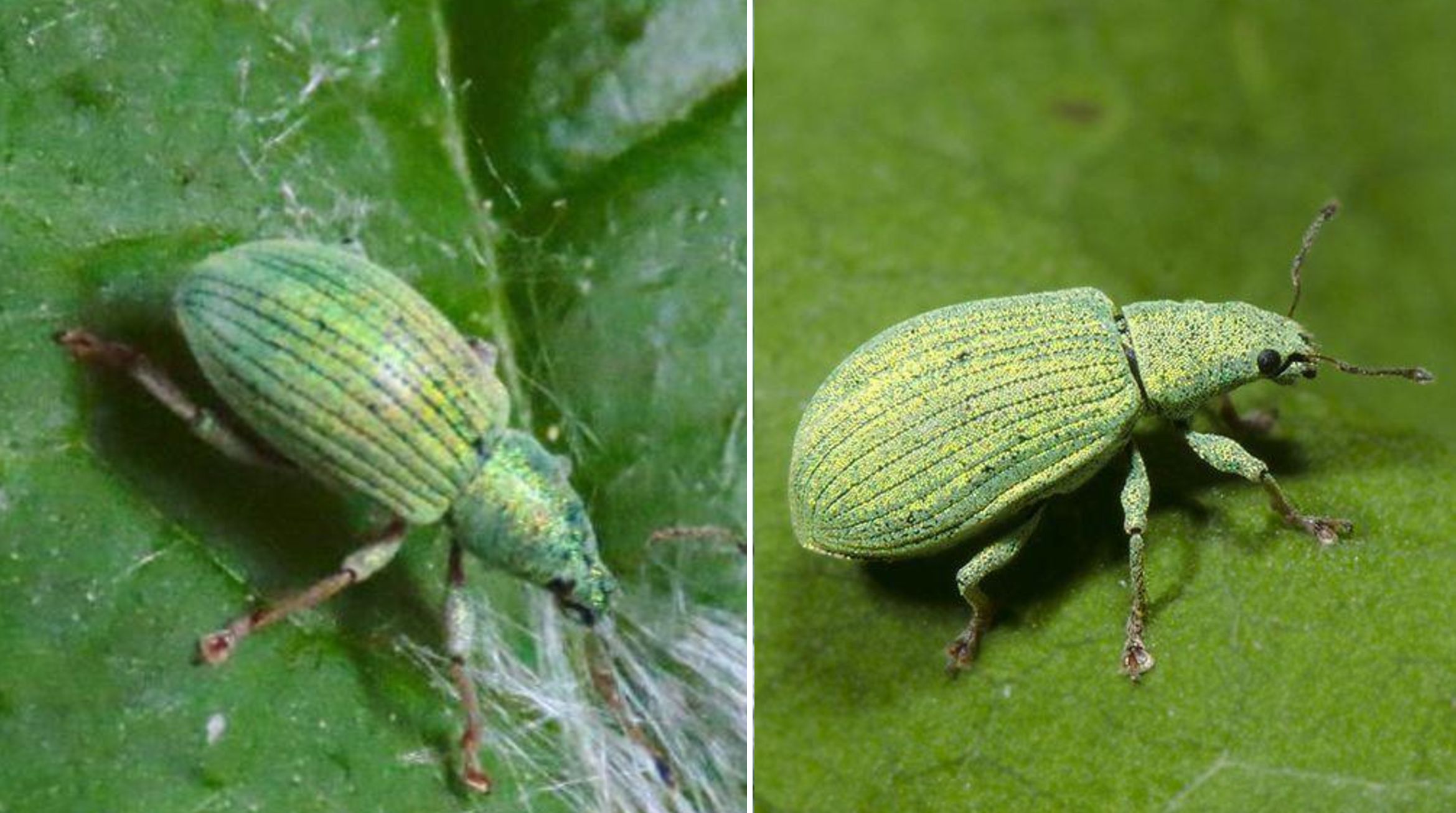 Curculionidae: Polydrusus? S, Polydrusus (Eudipnus) amplicollis