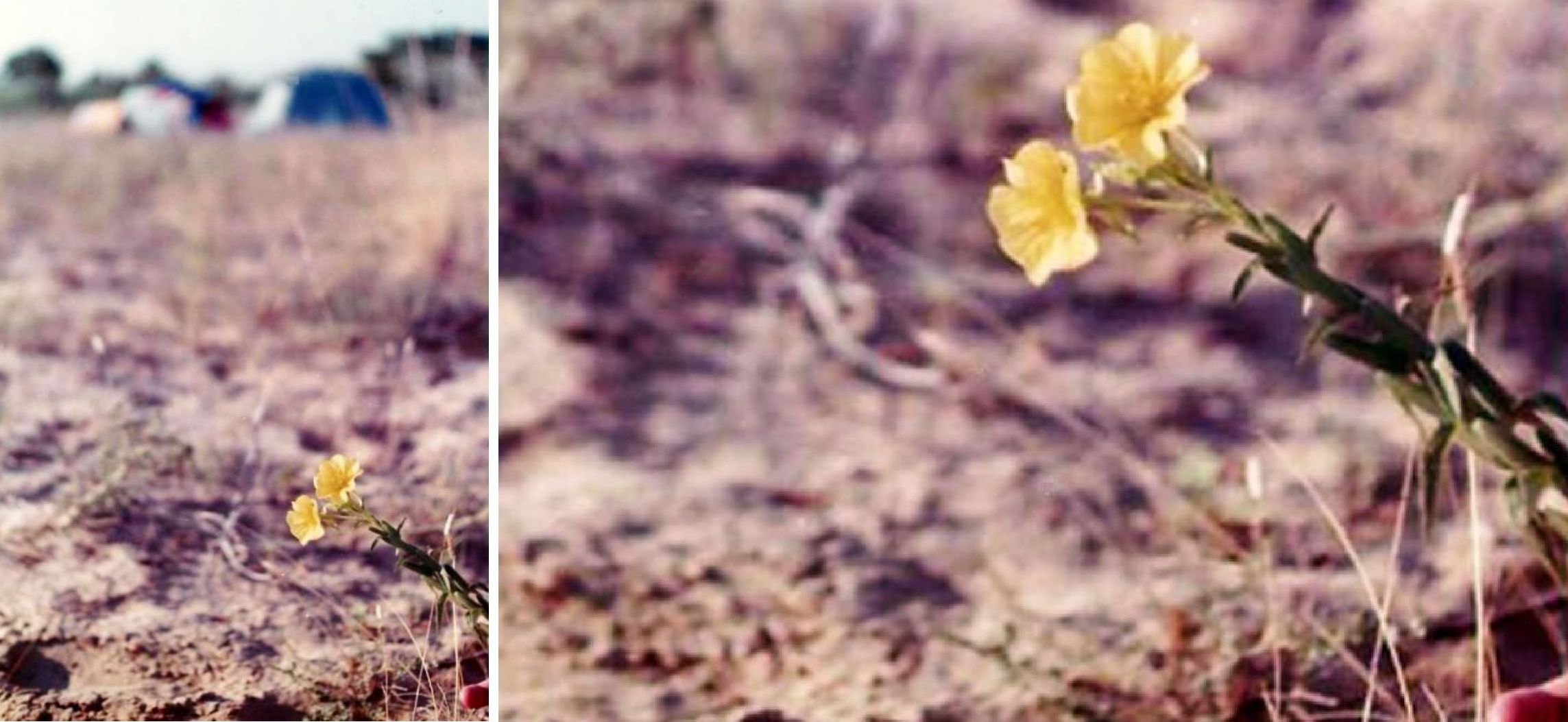 Sulla spiaggia: Oenothera cfr. adriatica (Onagraceae)