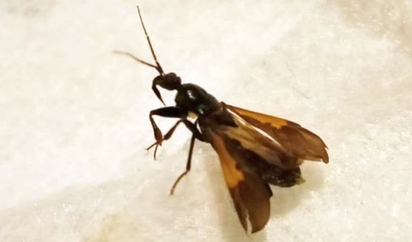 Che insetto ?  Reduviidae: Peirates strepitans  dalla Sicilia (SR)