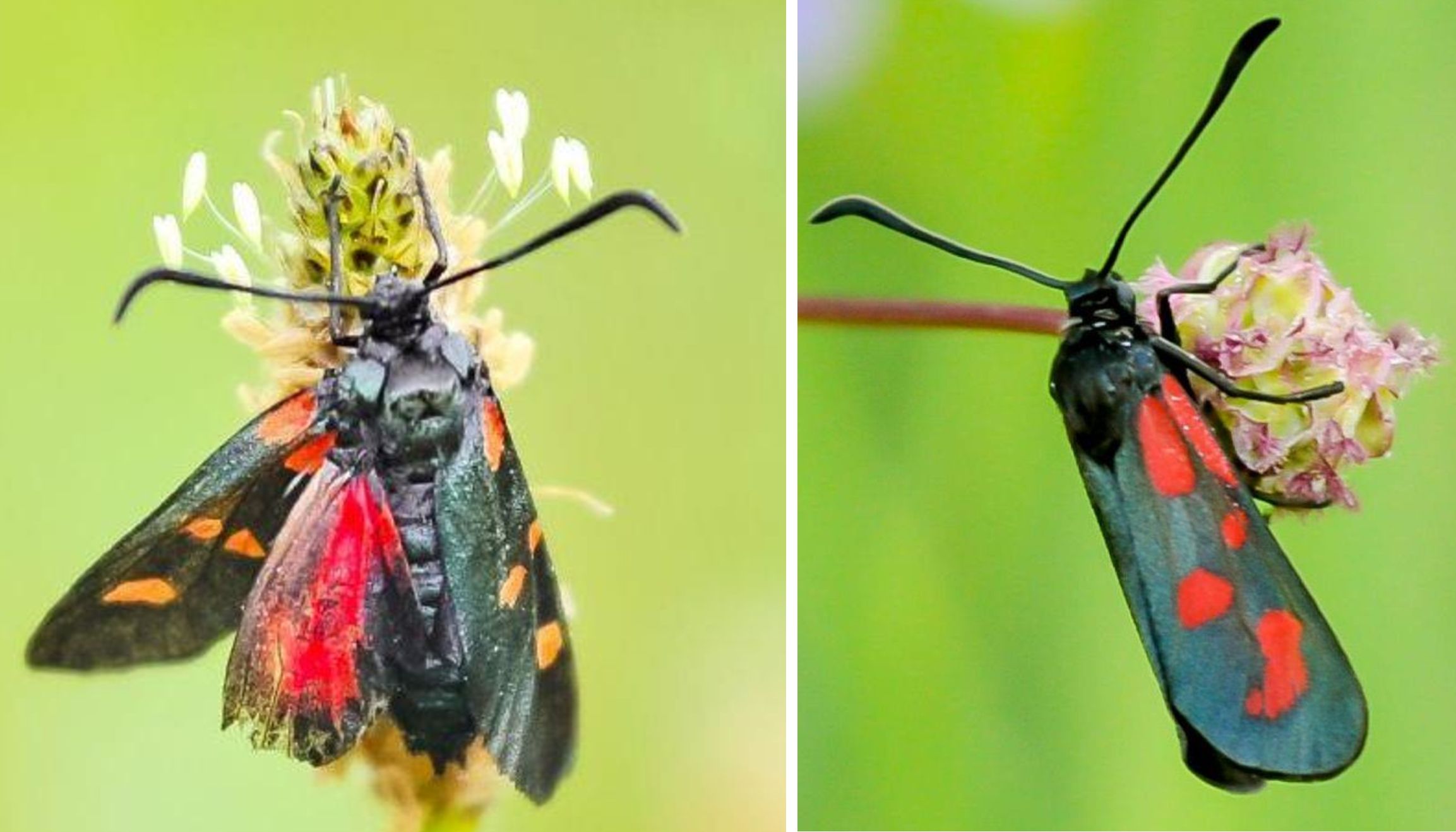 Identificazione Zygaena:  Zygaena transalpina