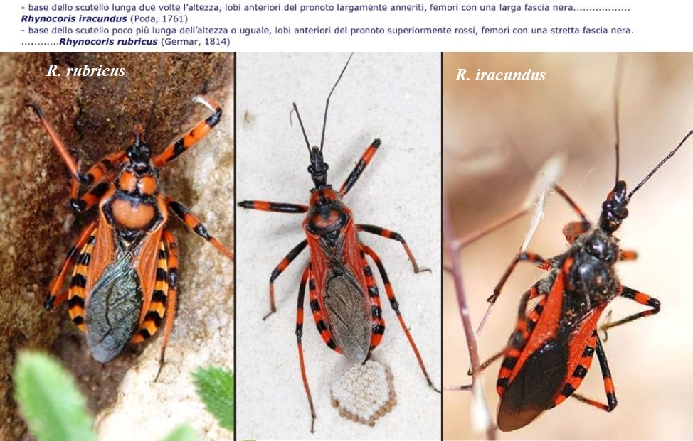 Reduviidae: Rhynocoris iracundus (ovodeposizione e nascita)