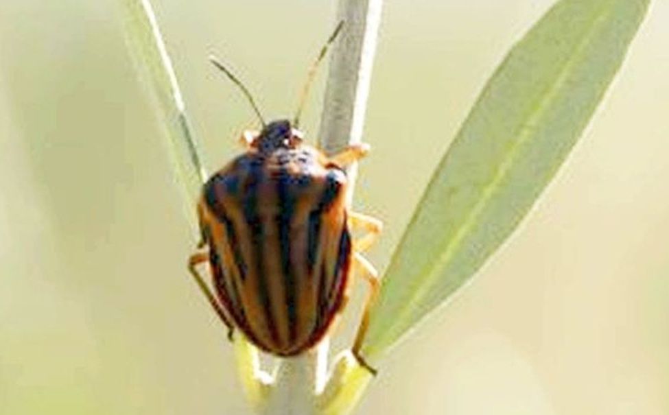 Che insetto ?  Pentatomidae: Graphosoma semipunctatum