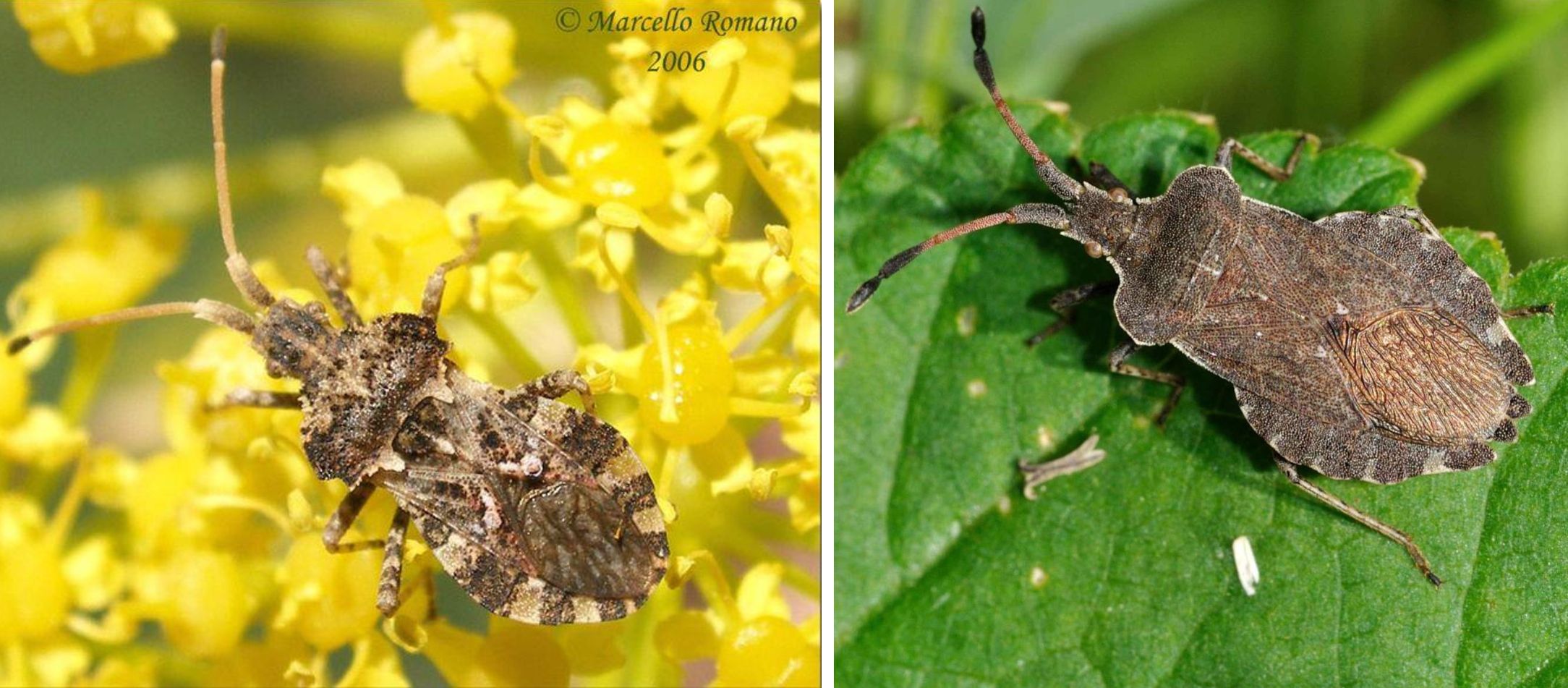 Coreidae: Enoplops scapha? No, Centrocoris variegatus