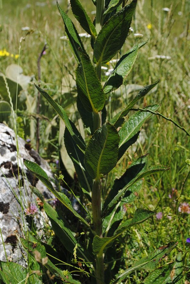 Verbascum lychnitis / Verbasco licnite