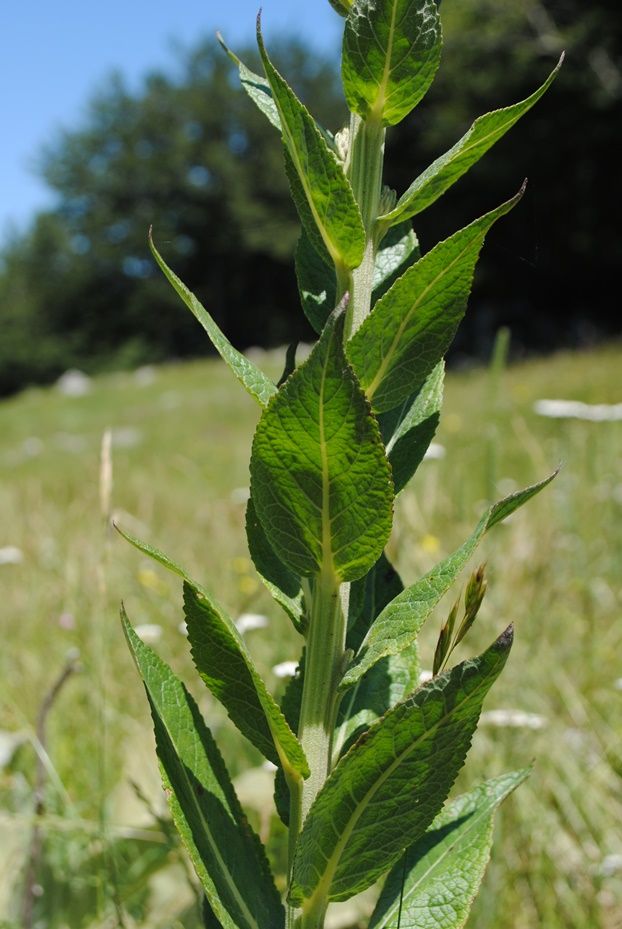 Verbascum lychnitis / Verbasco licnite