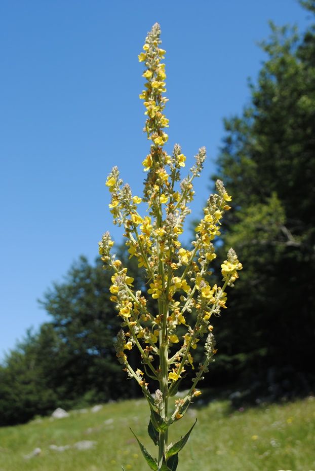 Verbascum lychnitis / Verbasco licnite