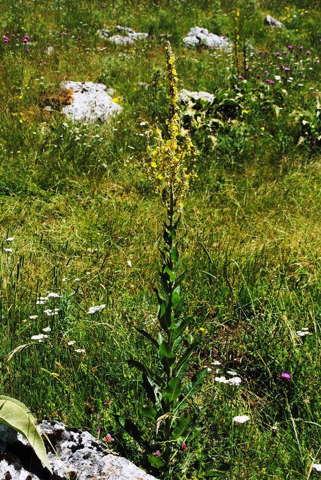 Verbascum lychnitis / Verbasco licnite