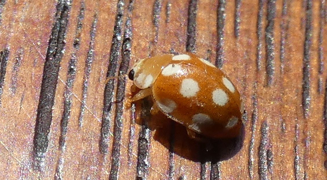 Coccinellidae: Adalia decempunctata?? No, Vibidia duodecimguttata