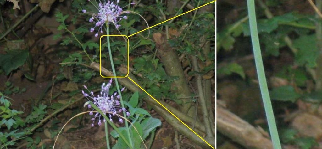 Allium carinatum...?... Allium cfr. coloratum