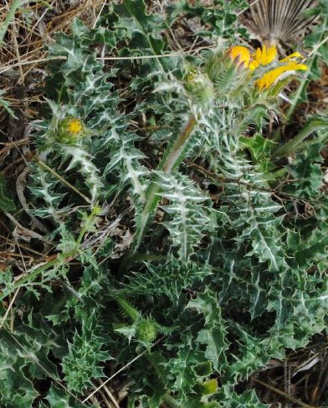 Scolymus cfr. grandiflorus