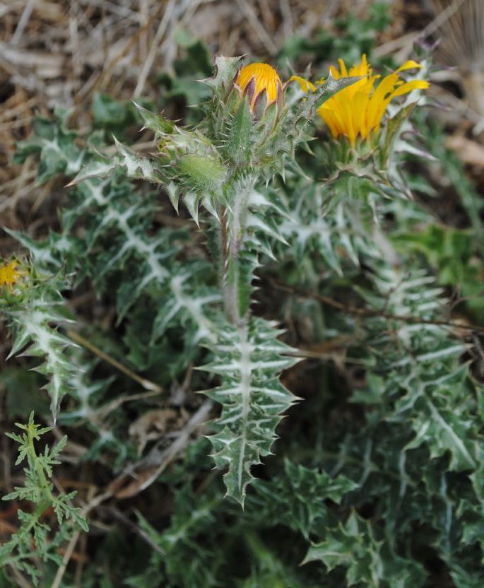 Scolymus cfr. grandiflorus