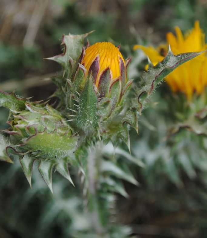 Scolymus cfr. grandiflorus