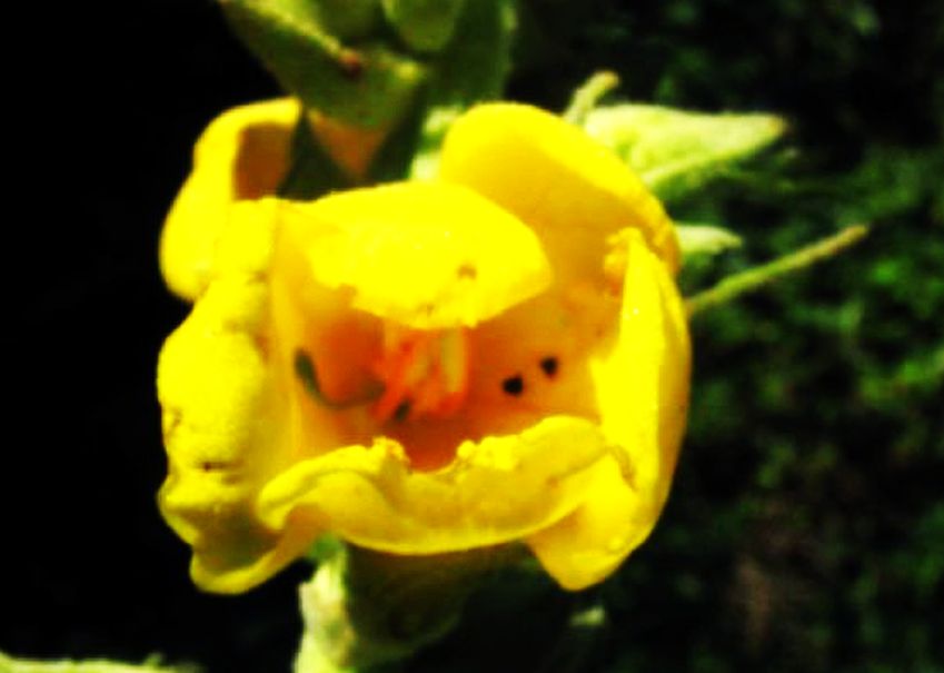 Verbascum phlomoides