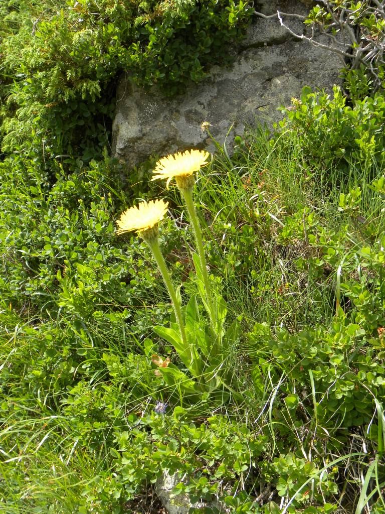 Hypochaeris uniflora