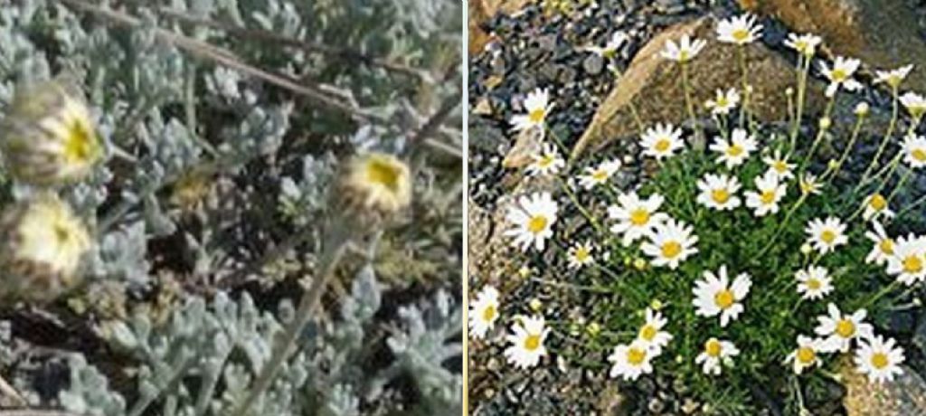 Anthemis cretica (Asteraceae)