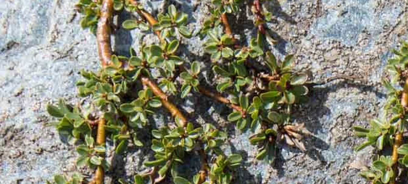 Salix sp. (S. retusa o S. serpyllifolia)