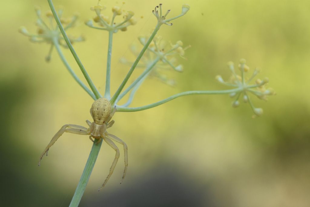 Misumena vatia?  No, Runcinia grammica - Caltagirone (CT)