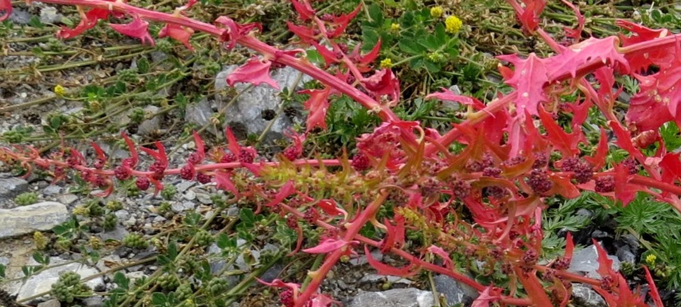 Blitum virgatum / Farinello foglioso