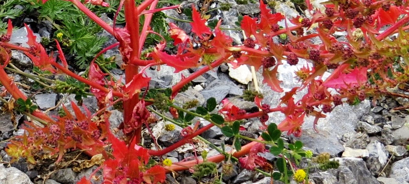 Blitum virgatum / Farinello foglioso