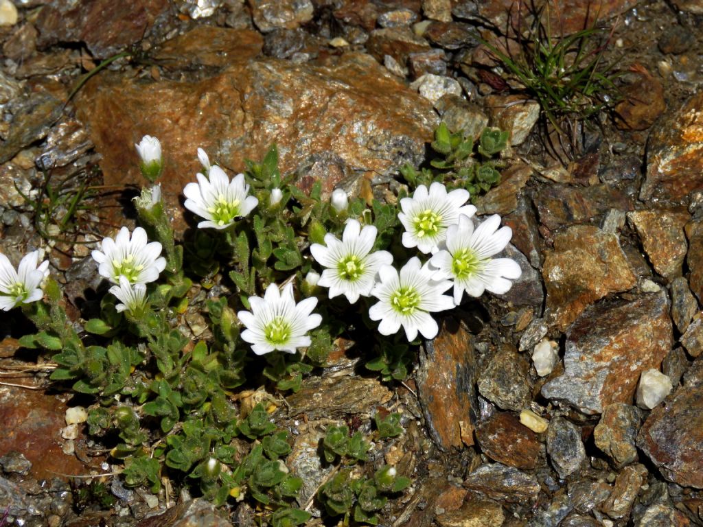Cerastium sp. (Caryophyllaceae)