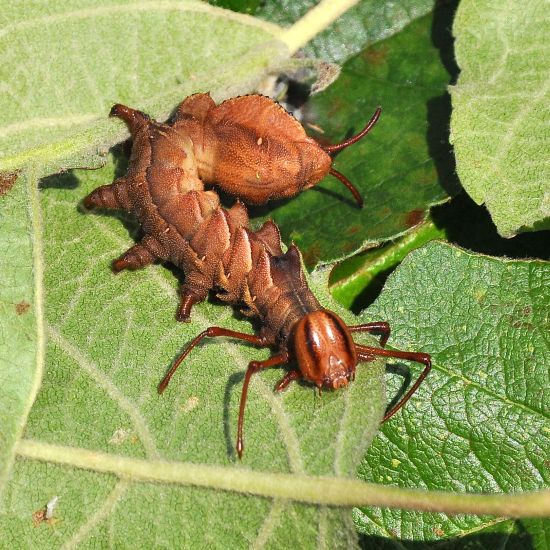 Stauropus fagi, ciclo vitale