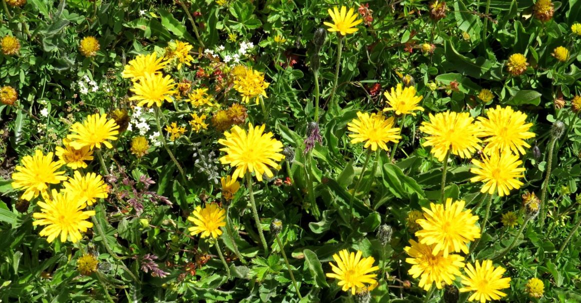 Asteraceae: Leontodon sp.