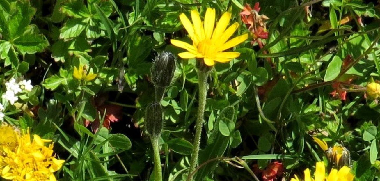 Asteraceae: Leontodon sp.