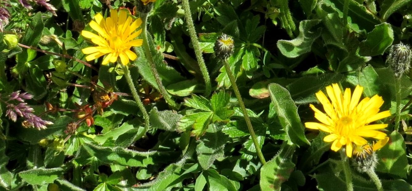 Asteraceae: Leontodon sp.