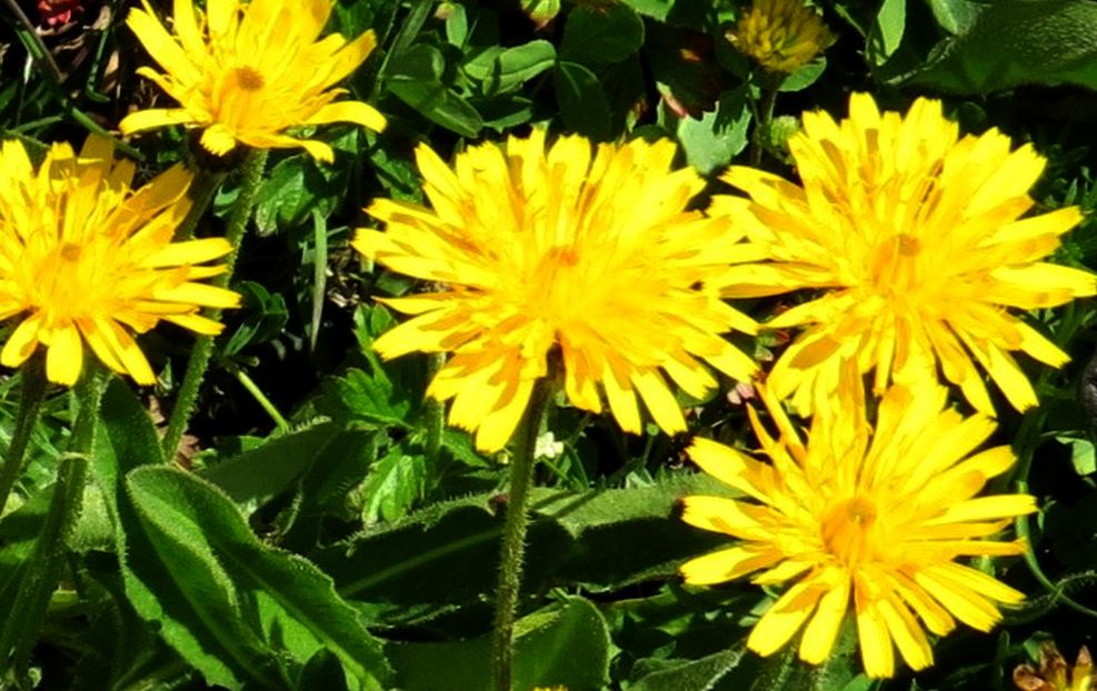 Asteraceae: Leontodon sp.