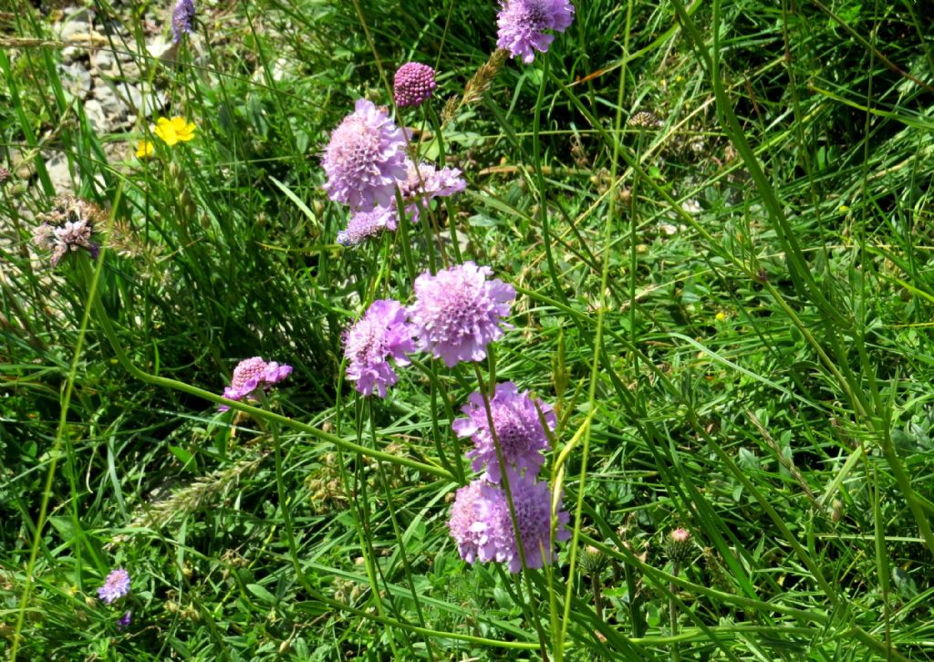 Caprifoliaceae: Scabiosa sp.  o Sixalis sp.