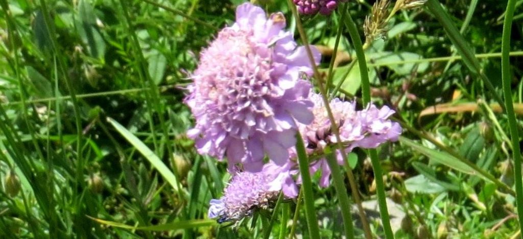 Caprifoliaceae: Scabiosa sp.  o Sixalis sp.