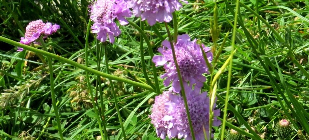 Caprifoliaceae: Scabiosa sp.  o Sixalis sp.