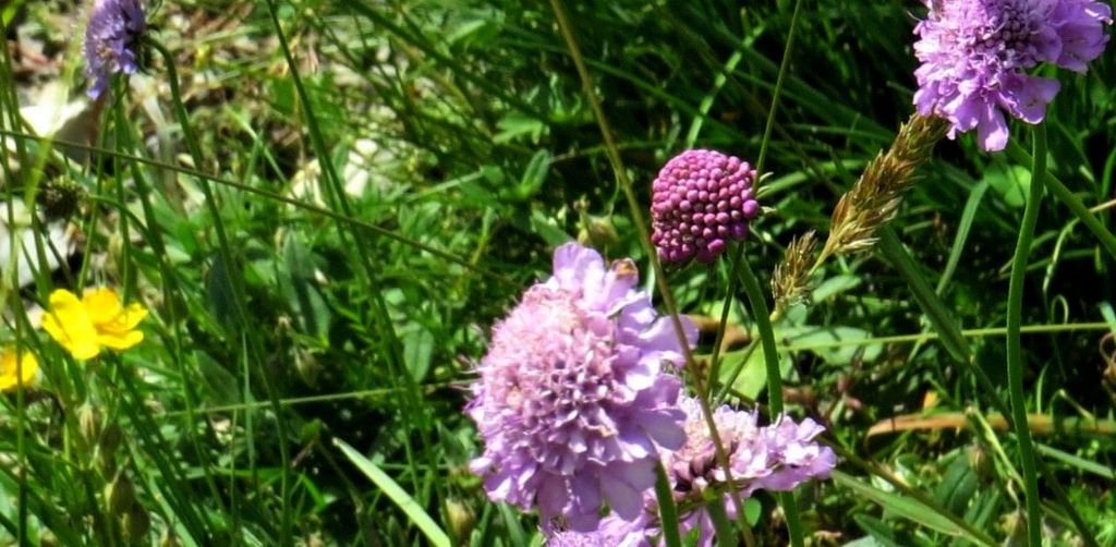 Caprifoliaceae: Scabiosa sp.  o Sixalis sp.