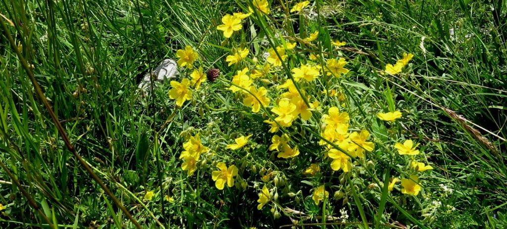 Helianthemum sp. (Cistaceae)