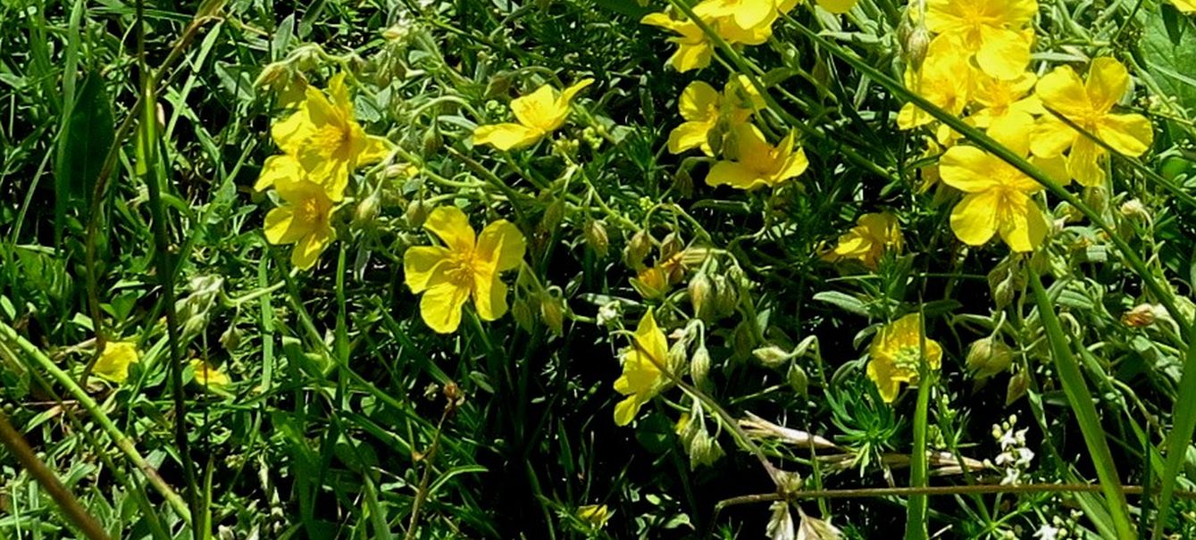 Helianthemum sp. (Cistaceae)