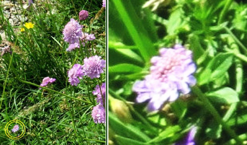 Caprifoliaceae: Scabiosa sp.  o Sixalis sp.