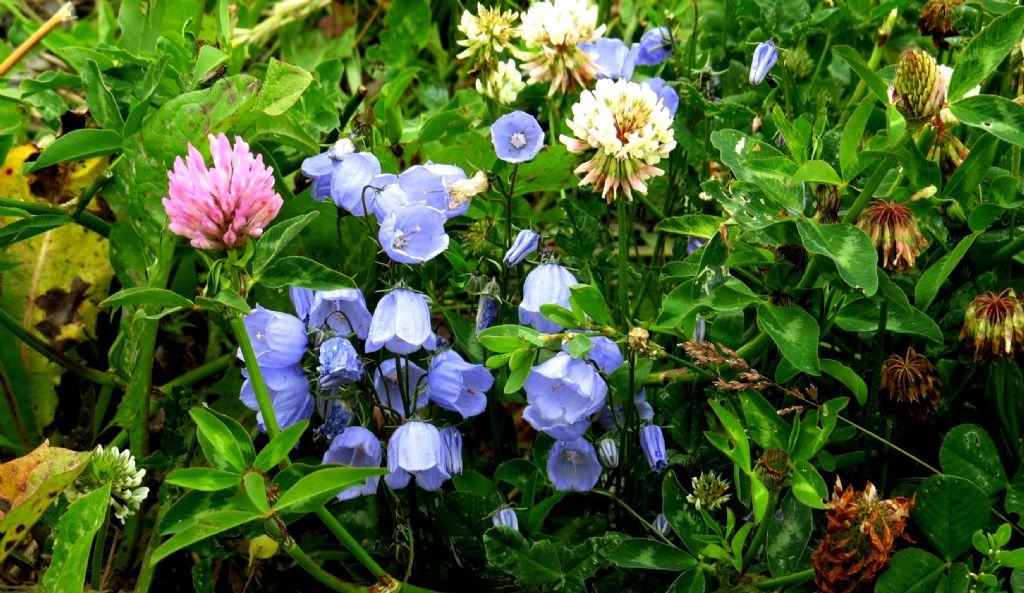 Campanula...cfr. romboidalis