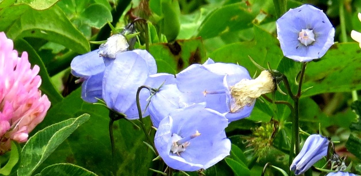 Campanula...cfr. romboidalis