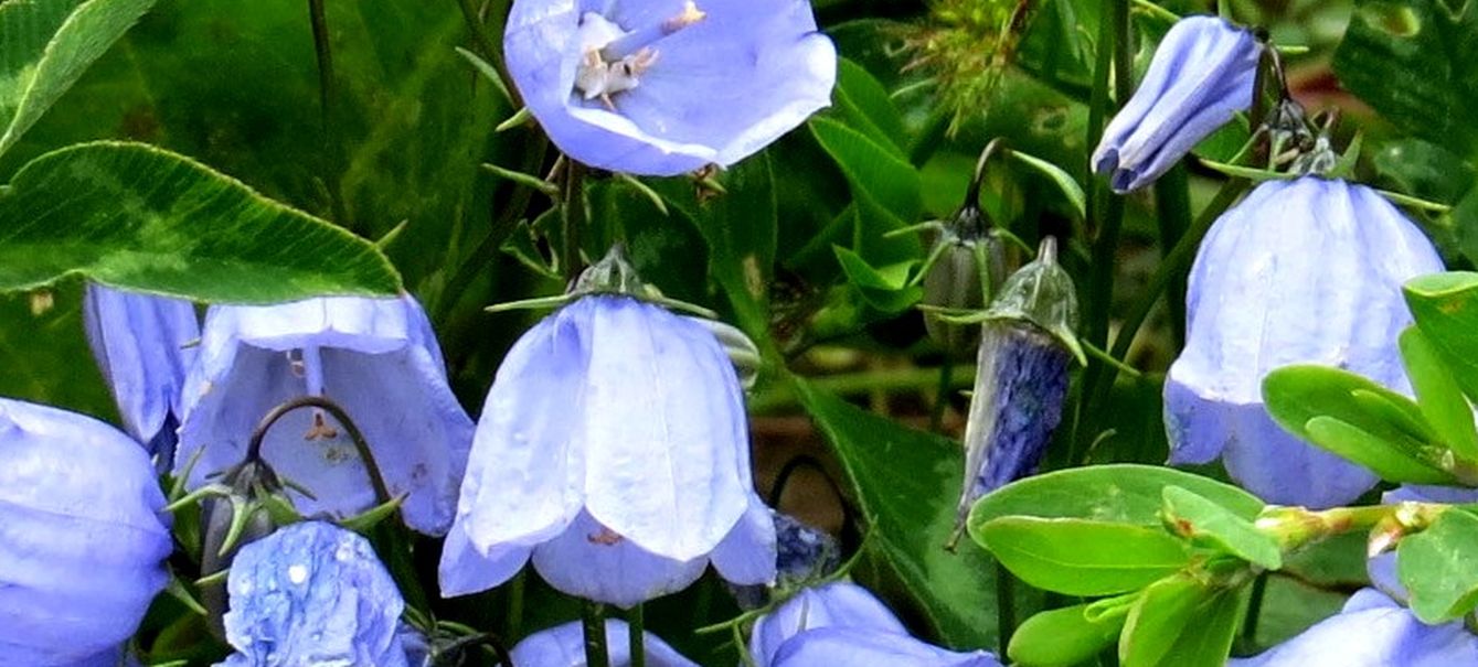 Campanula...cfr. romboidalis