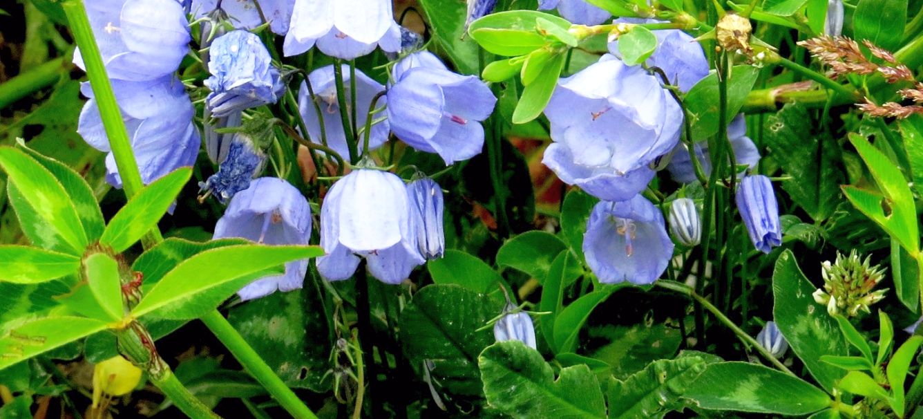 Campanula...cfr. romboidalis