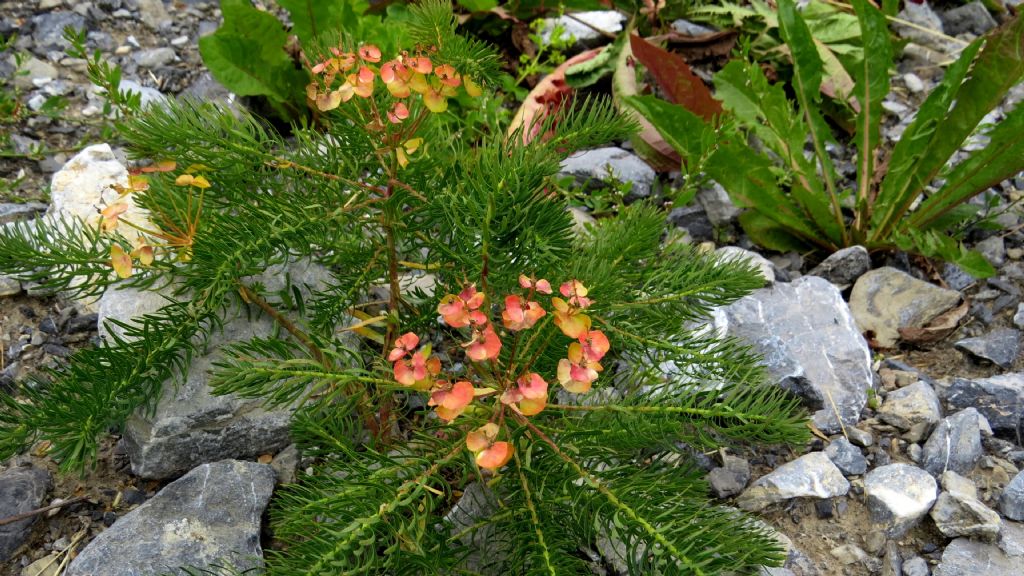 Euphorbia cyparissias