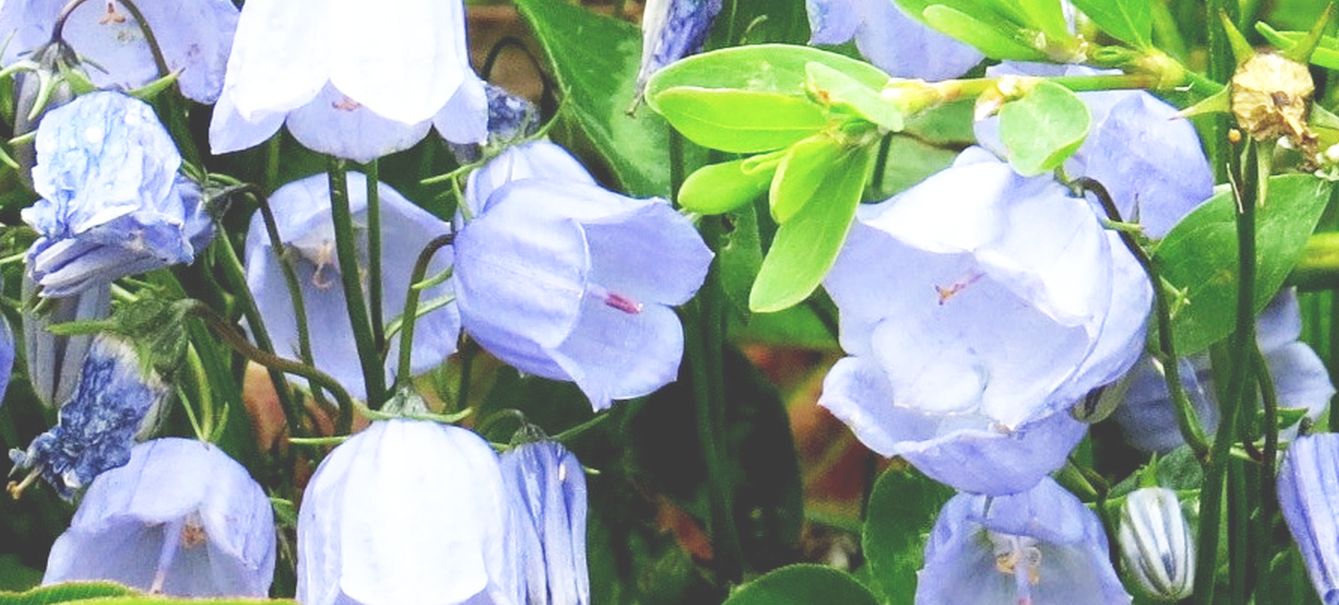 Campanula...cfr. romboidalis